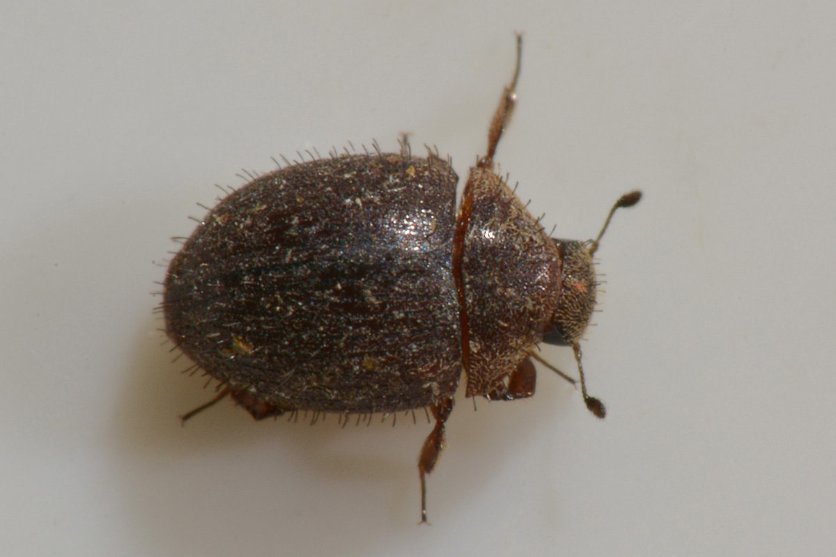 Byrrhidae: Chaetophora sp...inosa? no, Curimopsis maritima